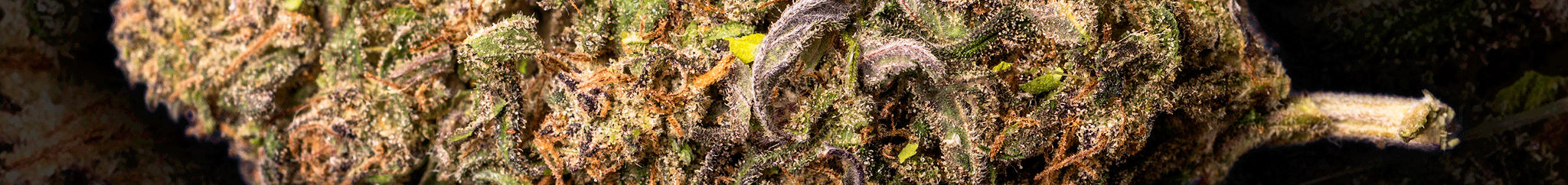 Suver Haze Flower